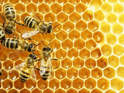 How-To-Start-Bee-Keeping-In-Preparation-For-The-Apocalypse
